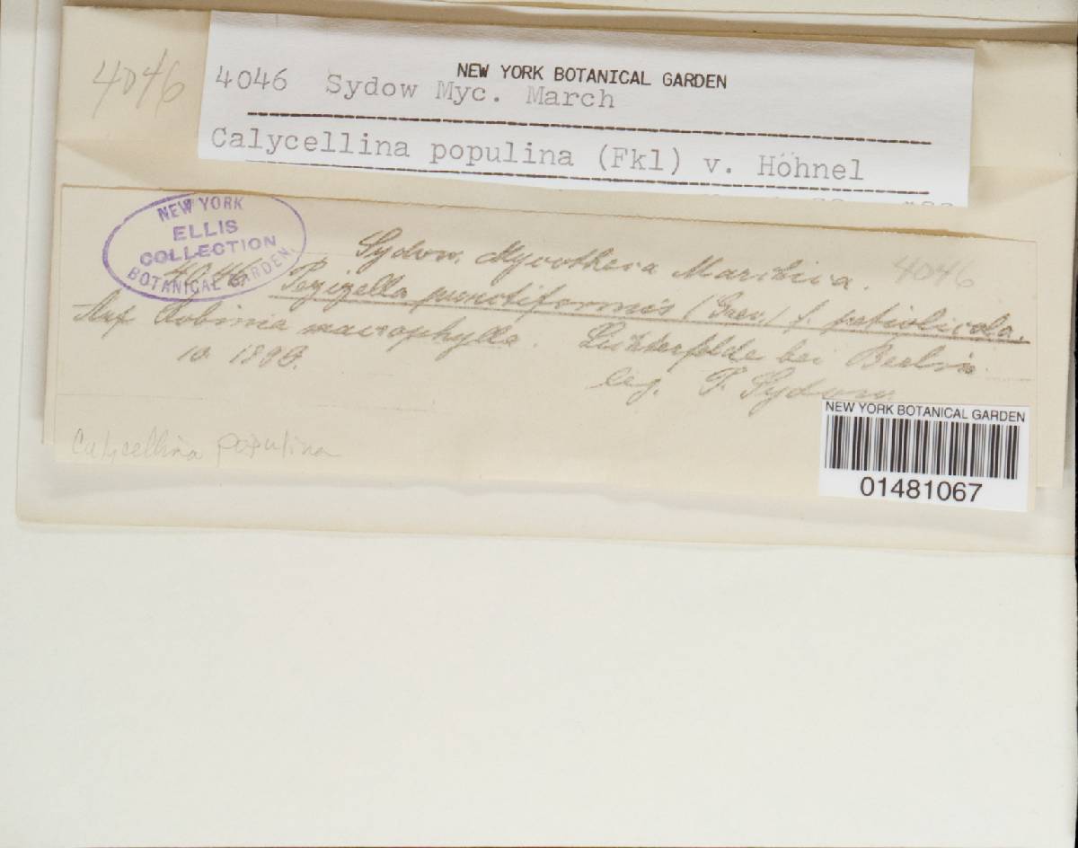 Calycellina populina image
