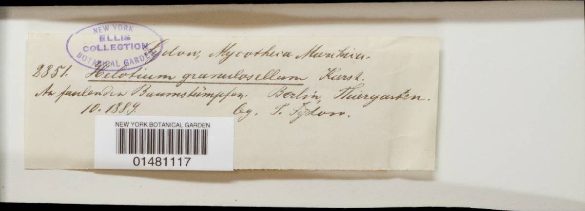 Clavidisculum karstenii image