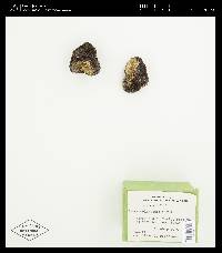 Tuber melanosporum image