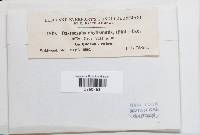 Peziza echinulata image
