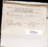 Lachnum virgineum image