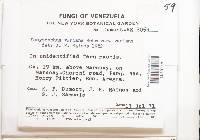 Lachnum virgineum image