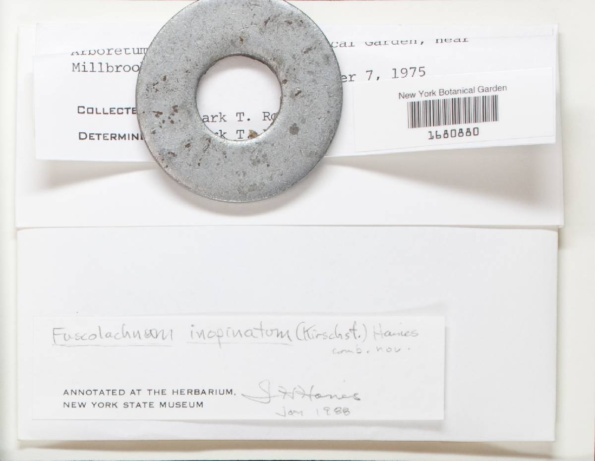 Fuscolachnum inopinatum image