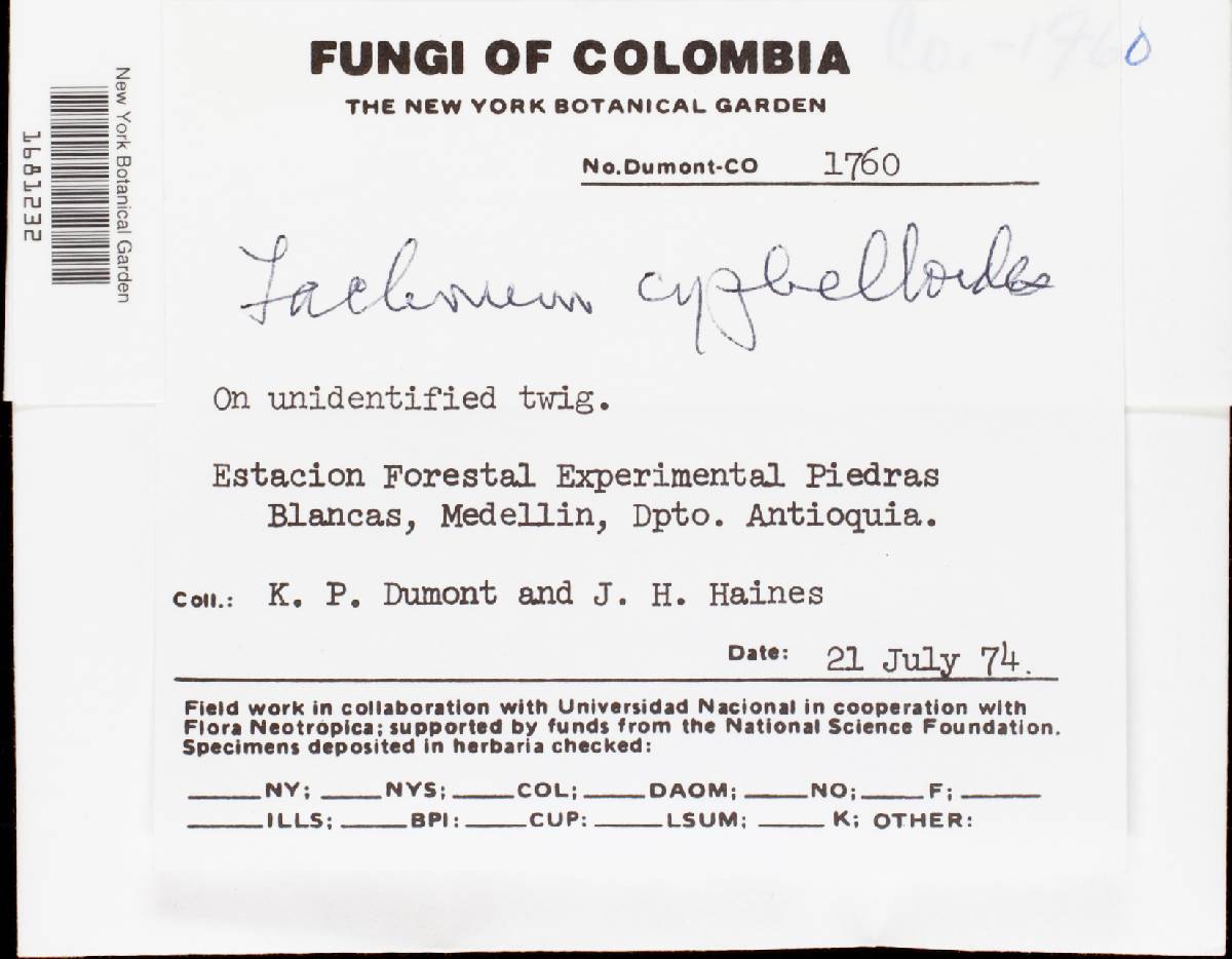 Lachnum cyphelloides image