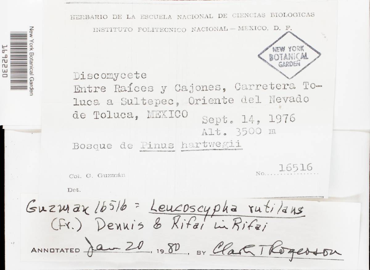 Leucoscypha rutilans image