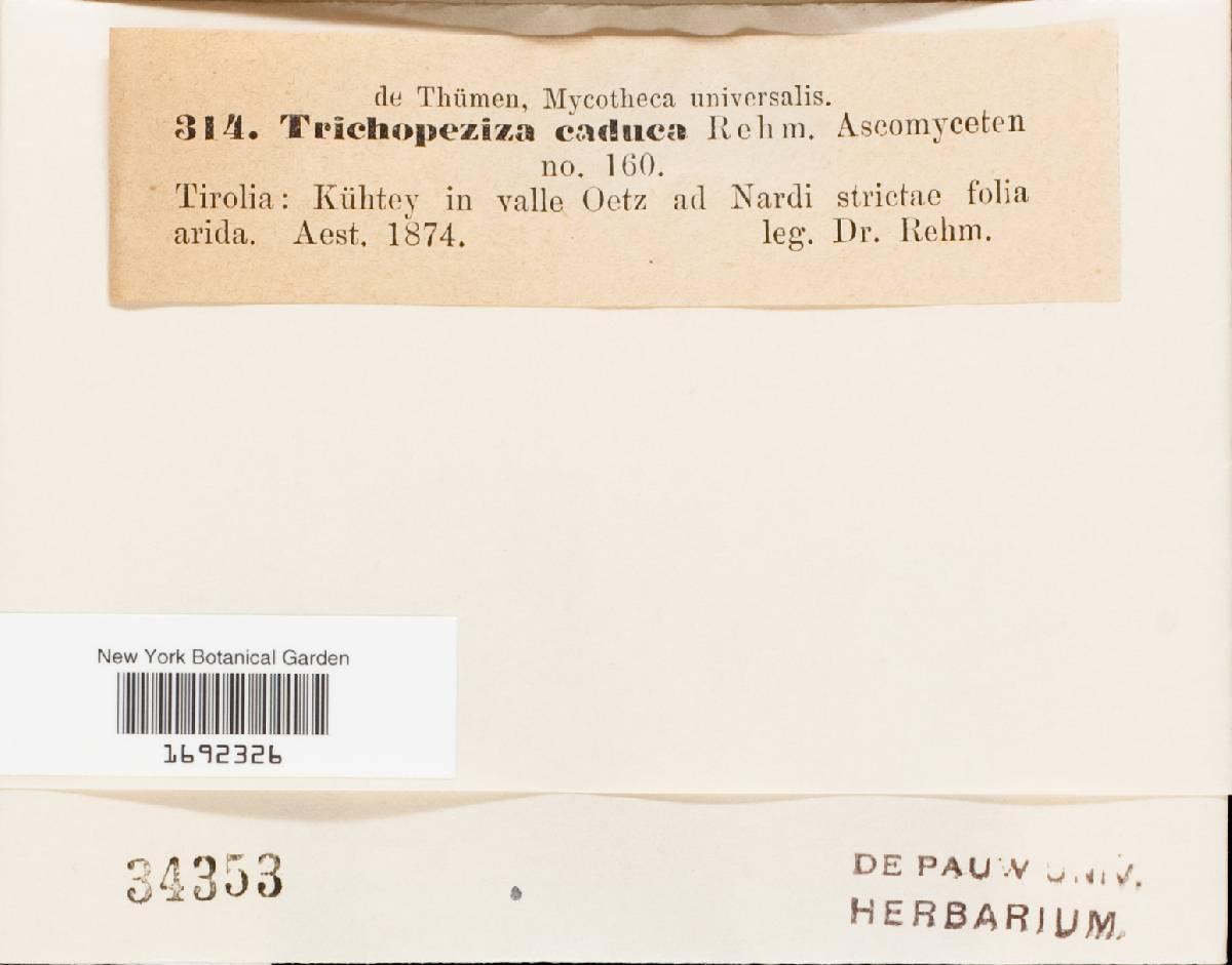 Trichopeziza caduca image