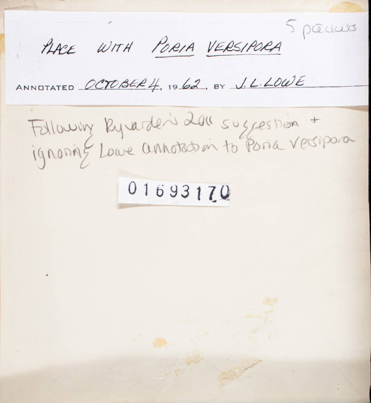 Antrodia sinuosa image