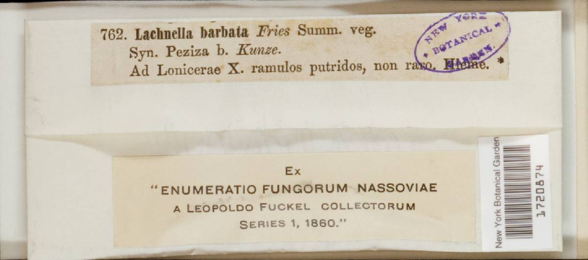 Dasyscyphus barbatus image