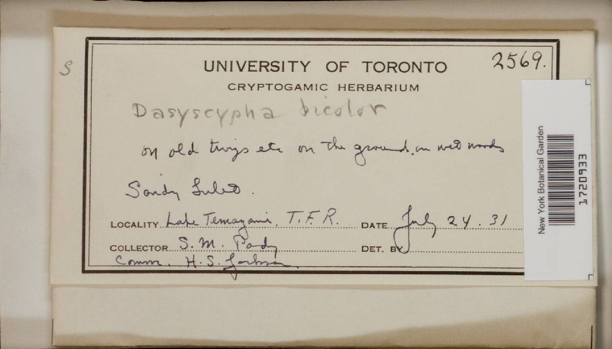 Dasyscyphus bicolor image