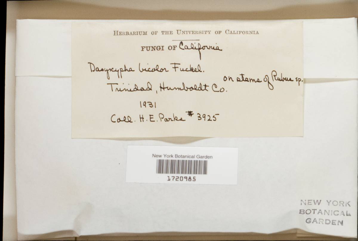 Dasyscyphus image
