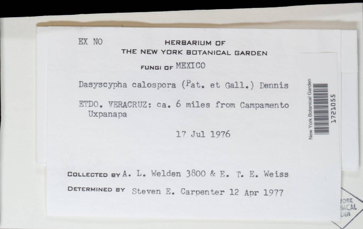 Dasyscyphus calosporus image