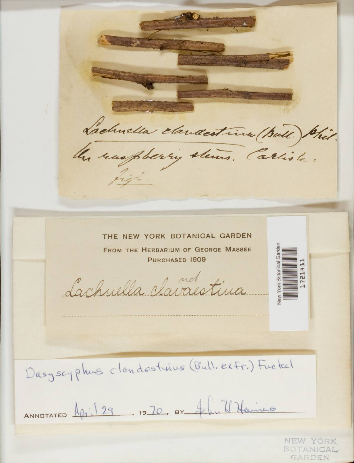 Brunnipila clandestina image