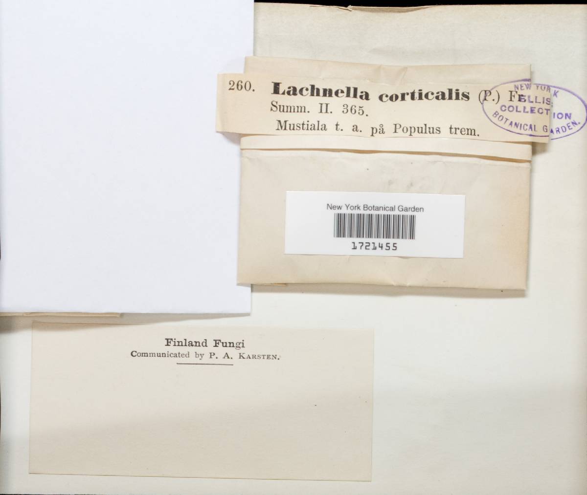 Lachnum corticale image