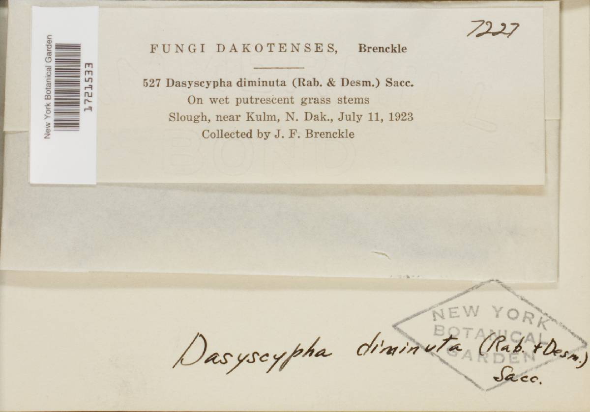 Lachnum diminutum image