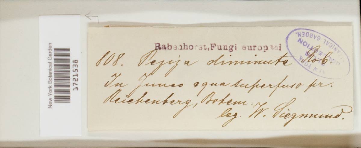 Lachnum diminutum image