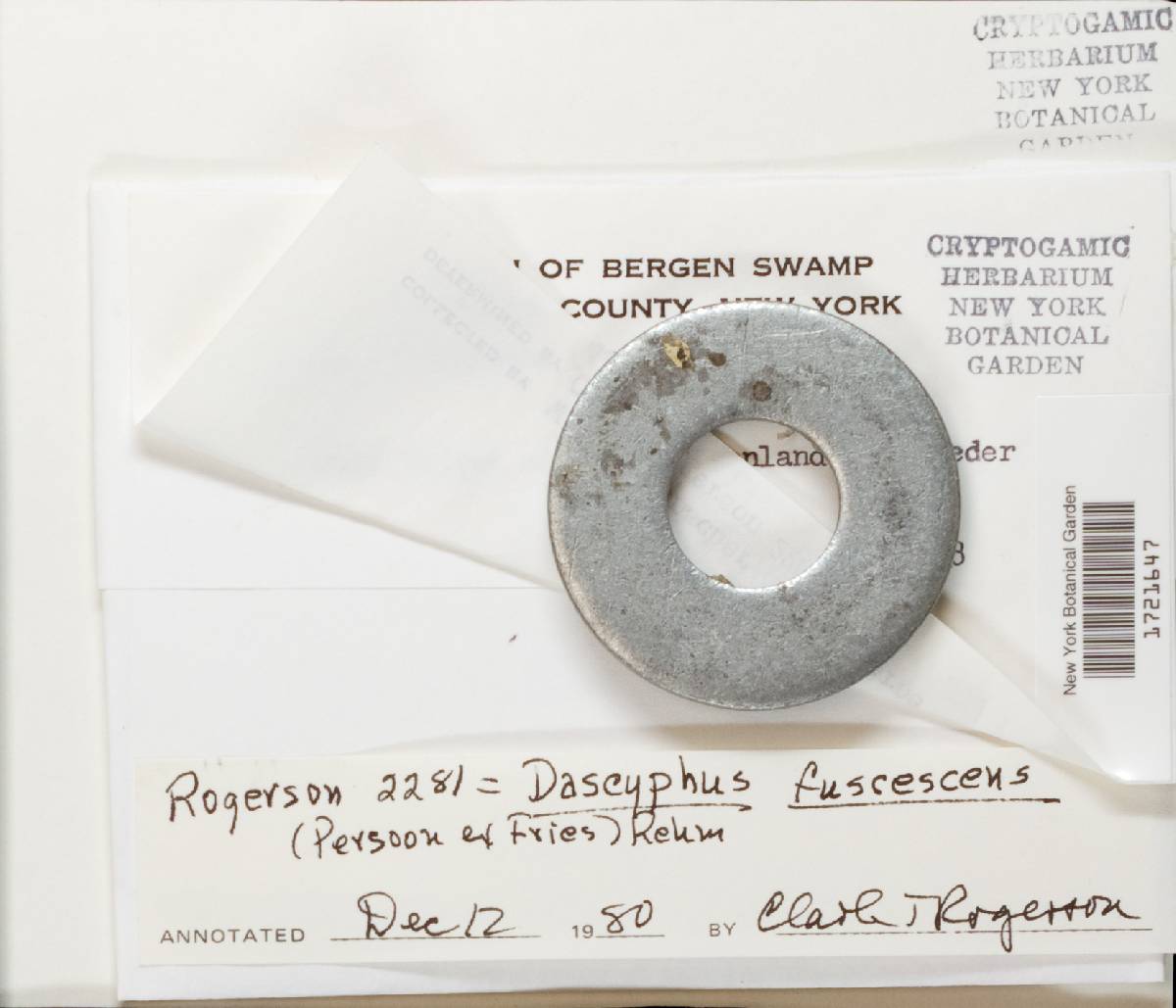 Dasyscyphus fuscescens image