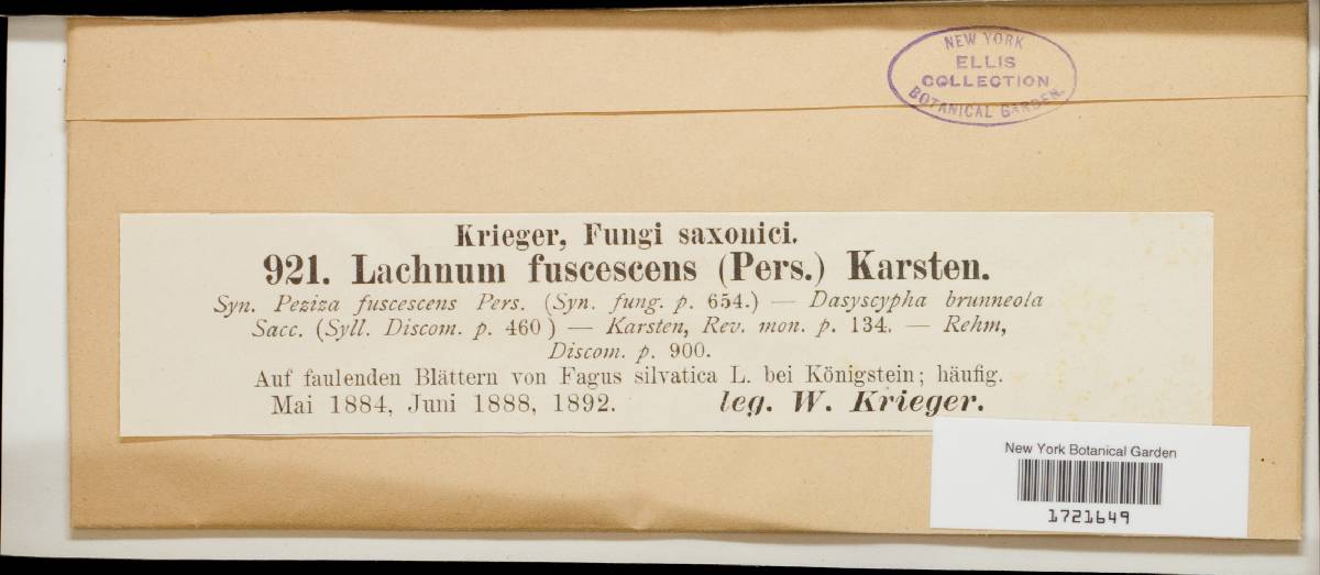 Dasyscyphus fuscescens image