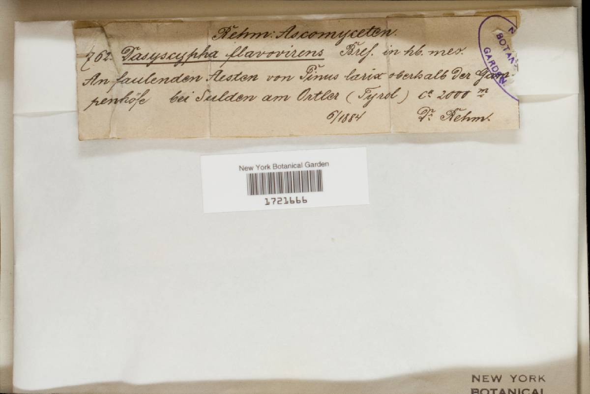 Lachnellula fuscosanguinea image