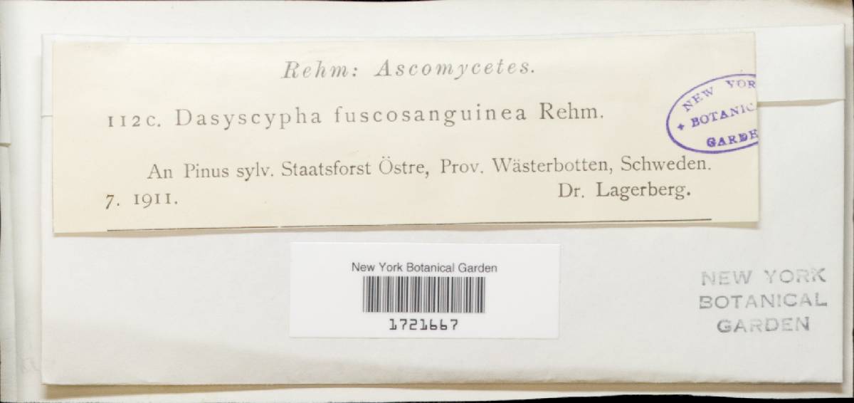 Lachnellula fuscosanguinea image