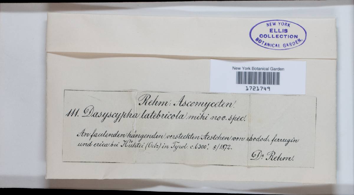 Lachnum latebricola image