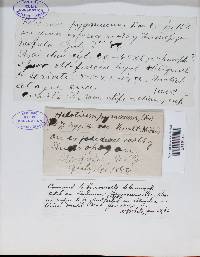 Lachnum pygmaeum image