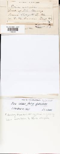 Antrodia sinuosa image