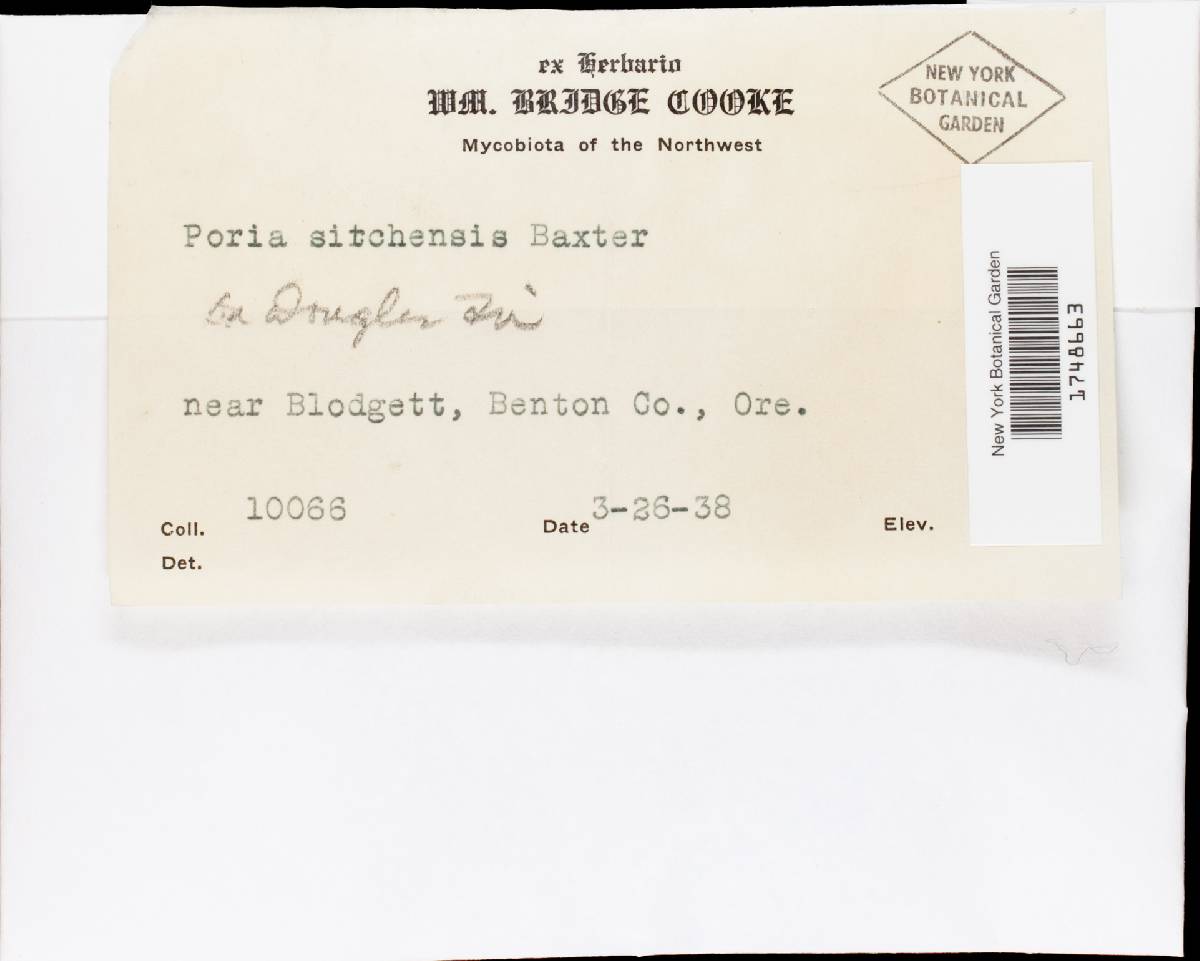 Antrodia sitchensis image