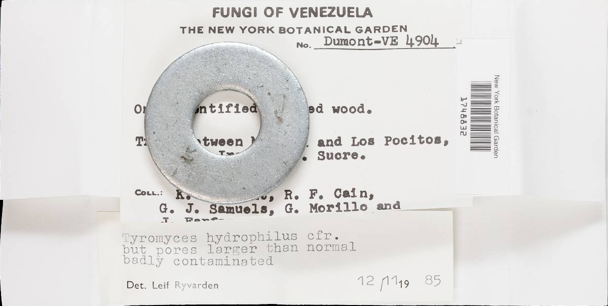 Flaviporus hydrophilus image
