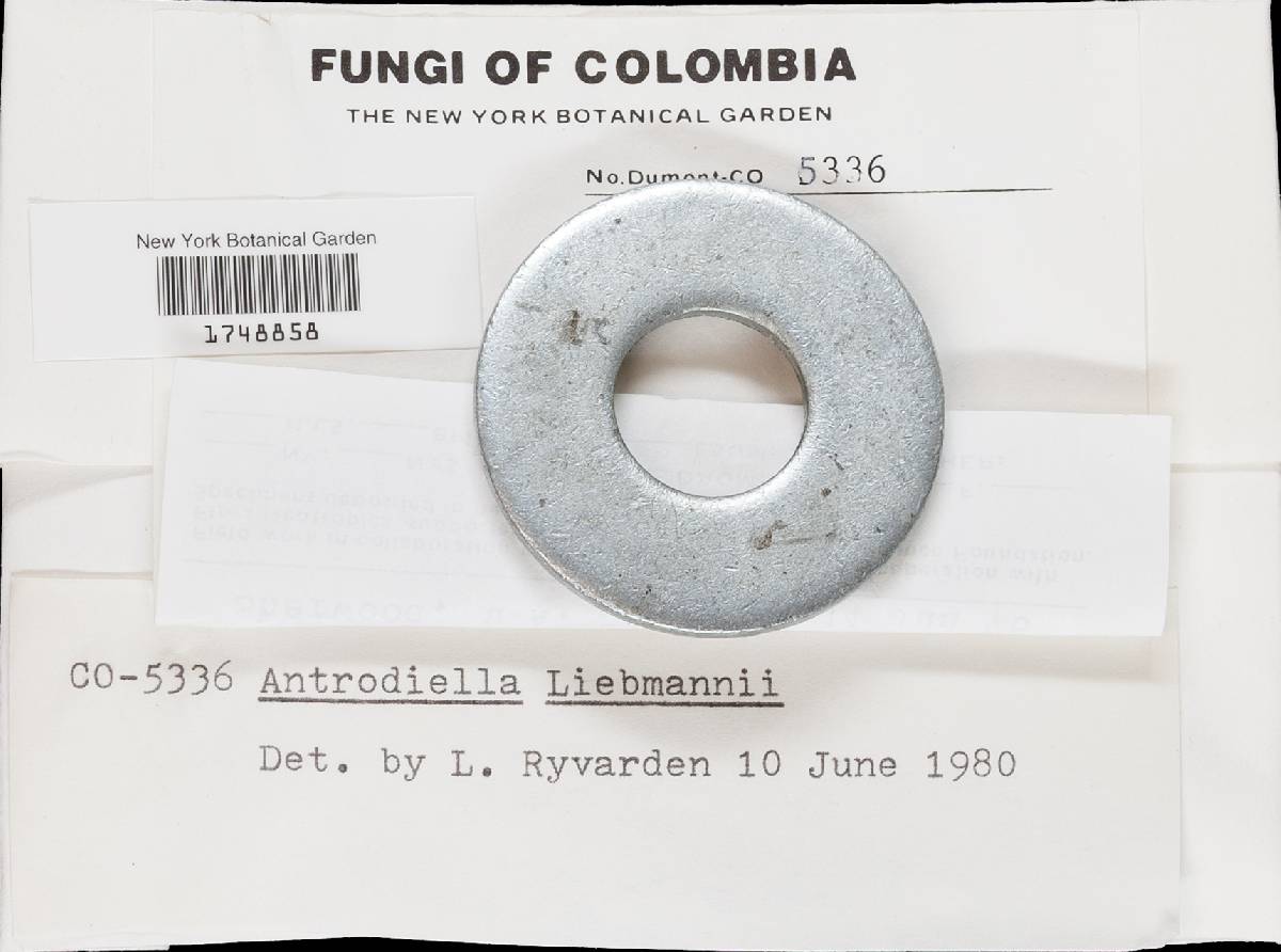 Flaviporus liebmannii image