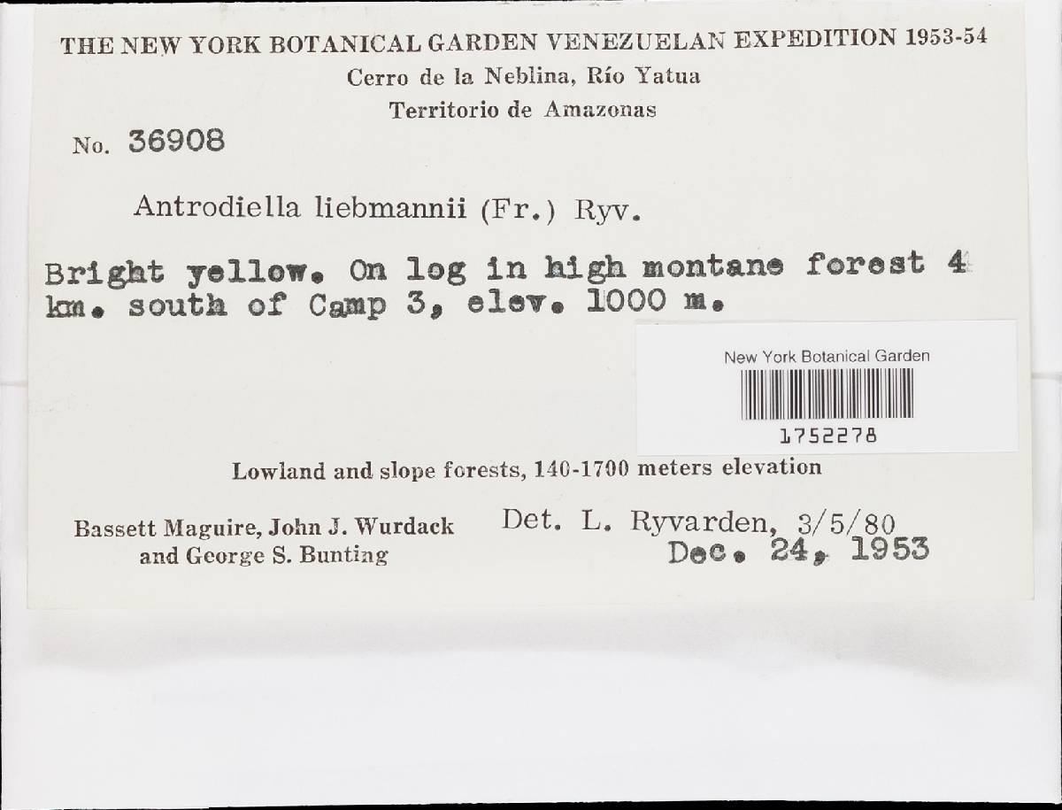 Flaviporus liebmannii image