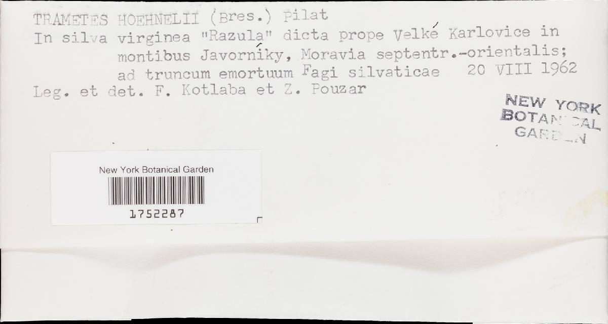 Antrodiella serpula image