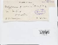 Bjerkandera fumosa image