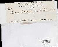 Rigidoporus microporus image