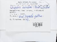 Ceriporia viridans image