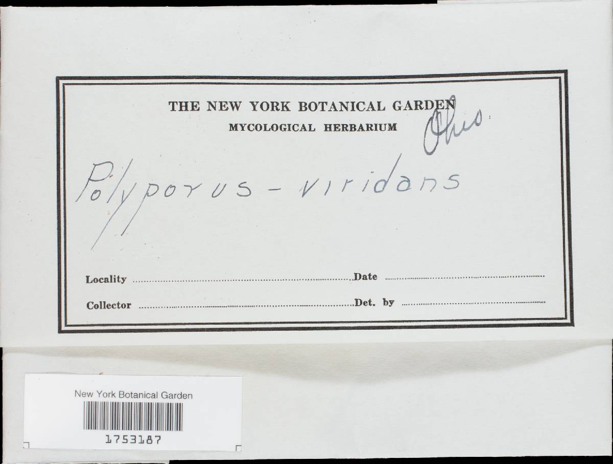 Ceriporia viridans image