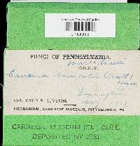 Cerrena unicolor image