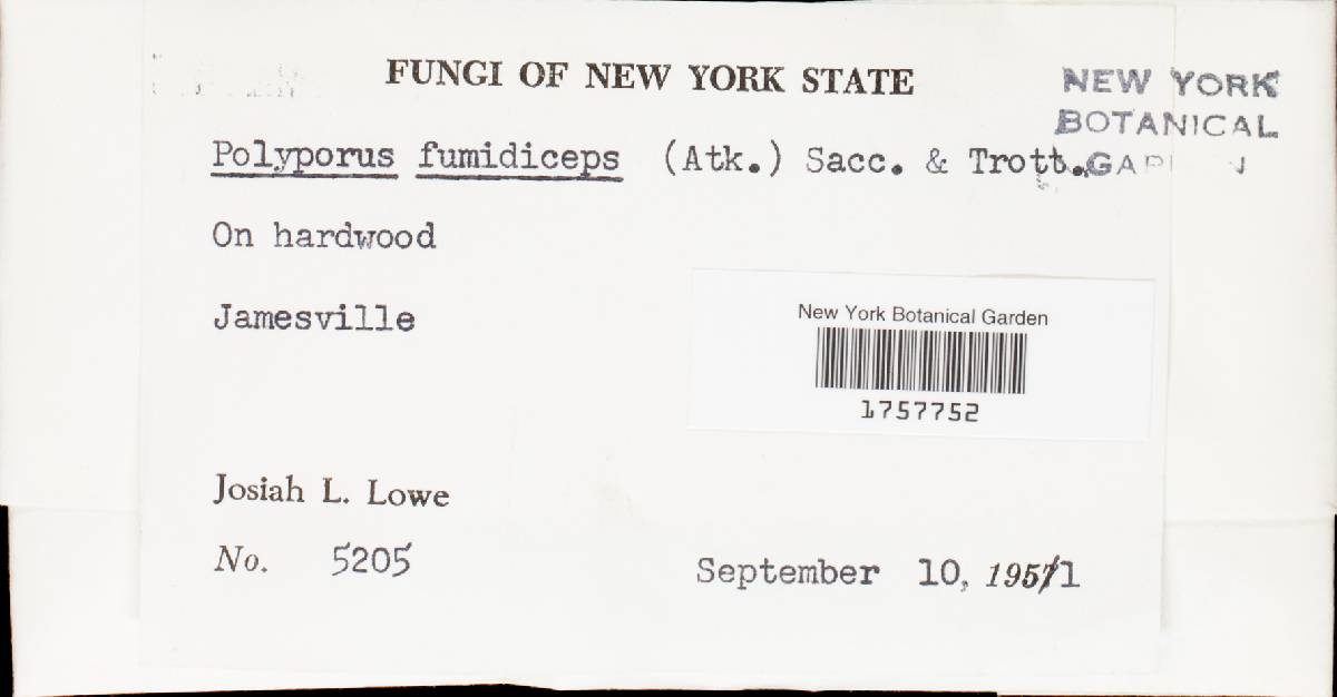 Tyromyces fumidiceps image