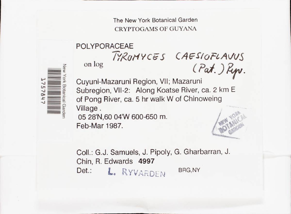 Tyromyces caesioflavus image