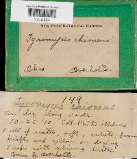 Tyromyces chioneus image