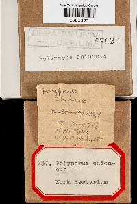 Tyromyces chioneus image