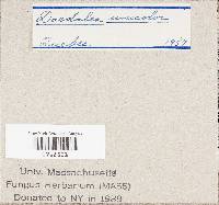 Cerrena unicolor image