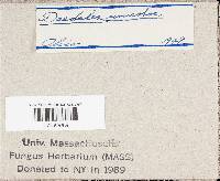 Cerrena unicolor image