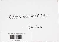Cerrena unicolor image
