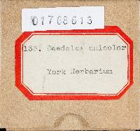 Cerrena unicolor image