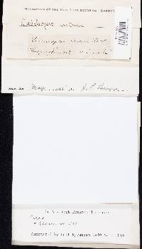 Cerrena unicolor image