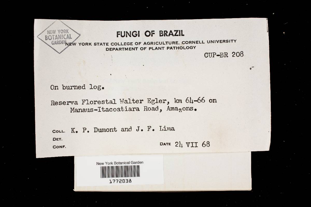 Funalia polyzona image