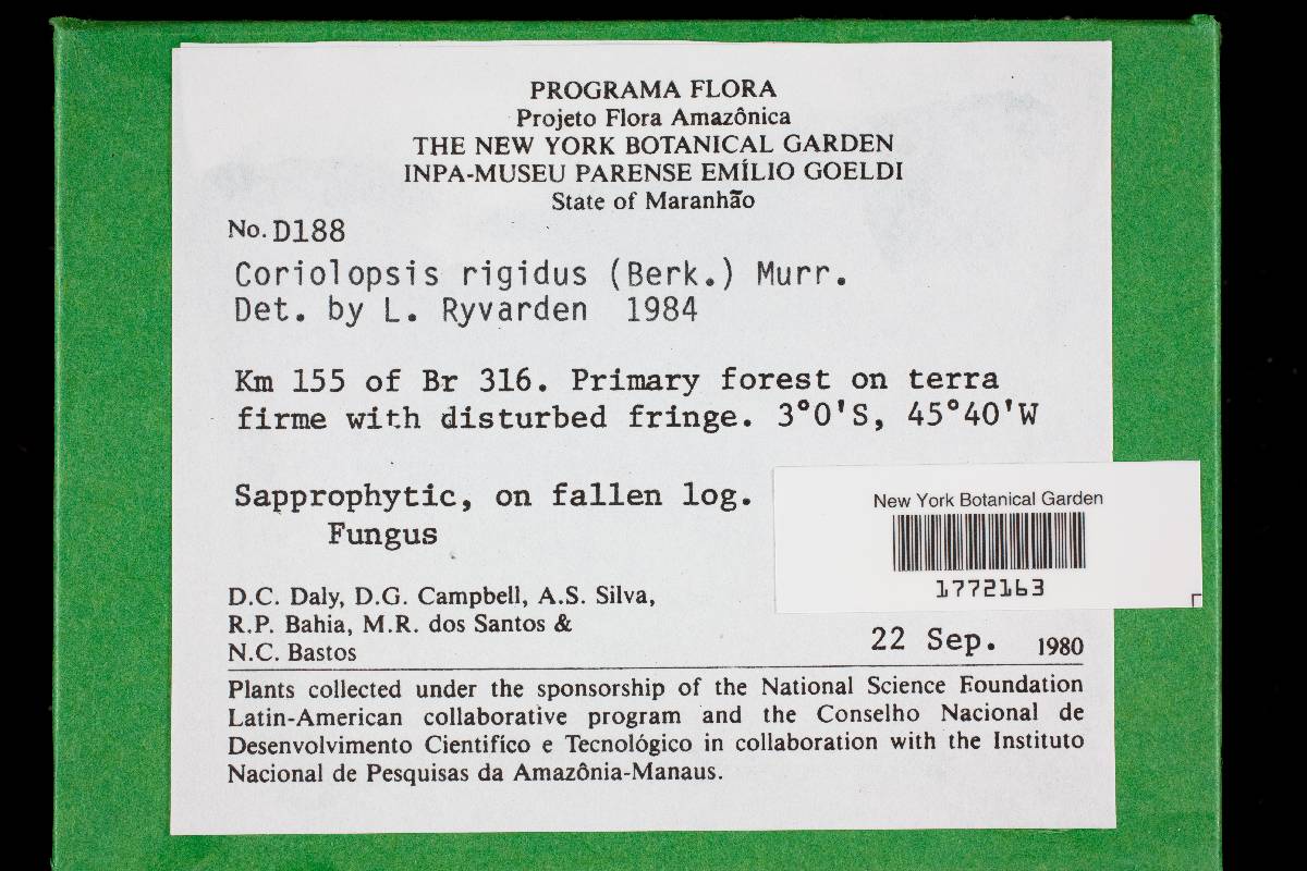 Coriolopsis floccosa image