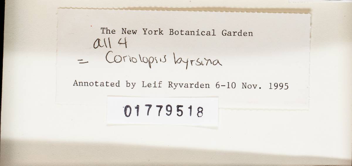 Coriolopsis byrsina image