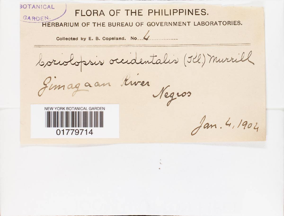 Funalia polyzona image