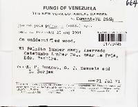 Funalia polyzona image